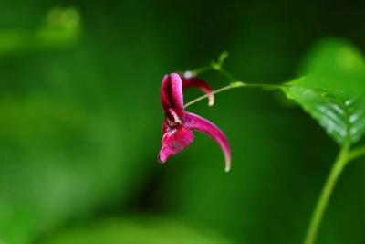 四川发现植物新种