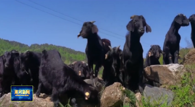 麻城黑山羊入选国家级畜禽遗传资源保护名录