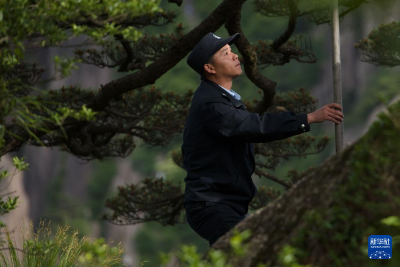 黄山“守松人” 