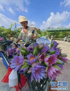 广西玉林：夏日荷花香 乡村旅游旺 