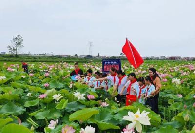 新时代文明实践 | 芝麻湖畔种藕忙，清风莲韵品荷香