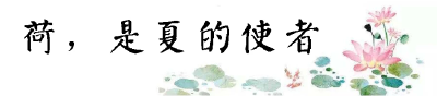 来黄冈，共赴一场关于荷花的浪漫之约