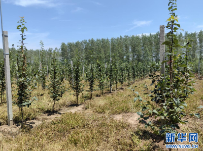 乡村振兴在行动丨荒滩上的砂梨园为村民带来新希望
