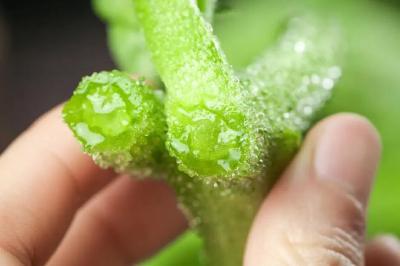 钾含量是香蕉的7倍！这种蔬菜抗炎、抗氧化、保护心血管健康，很多人都没吃过