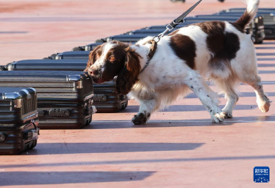 全国警犬技术比赛在京进行