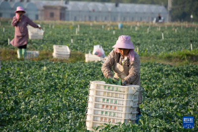 湖南道县：蔬菜采收忙