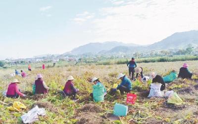 “芯”潮澎湃——探寻湖北小野生物科技公司道地药材育种之路③