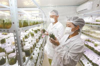 把“芯”留住——探寻湖北小野生物科技公司道地药材育种之路①