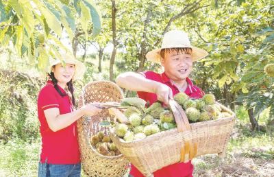 一颗板栗折射三产融合新路径 ——湖北佳佳食品向“栗”而行20年跑出产业“三级跳”