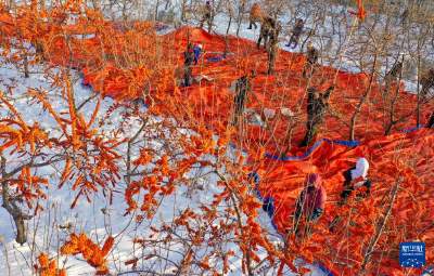 黑龙江北大荒：冻采沙棘果 雪地迎丰收