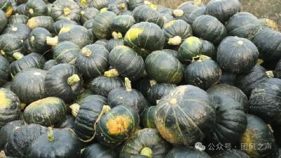  团风县上巴河镇：贝贝南瓜“金”满园 金沙村喜迎丰收潮
