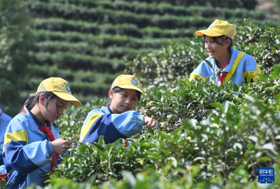 可爱的乡村——六堡镇的“茶课堂” 