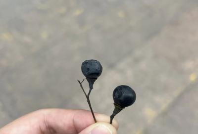 许多街头已出现！别碰，快躲开