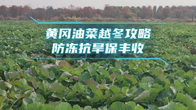 【直播黄冈】黄冈油菜越冬攻略 防冻抗旱报丰收 