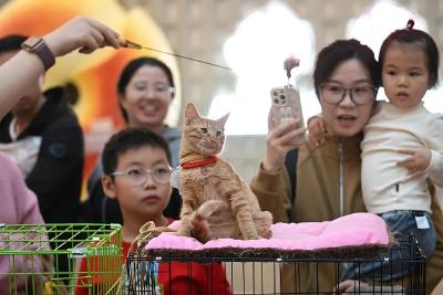 警惕！“免费领养”背后暗藏“猫贷”套路