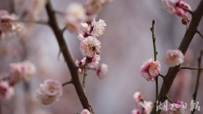 湖北蕲春：梅花俏 游人迎春笑