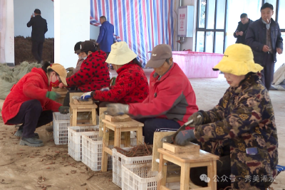 ​丹参“蜕变”记：产业升级致富加速