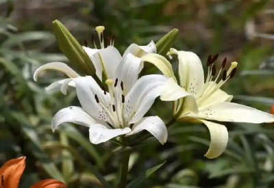 听见 | 百合花开