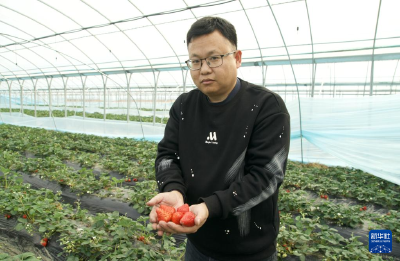 新春走基层|草莓小镇春节“不打烊”