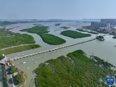 福建泉州：古桥红树共潮生