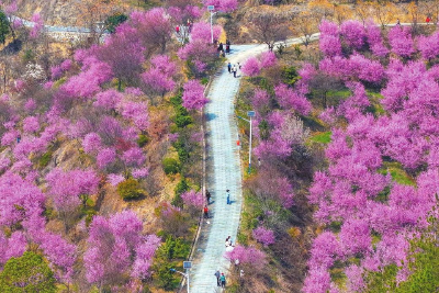 黄冈：在春日嘉年华的花海里邂逅非遗