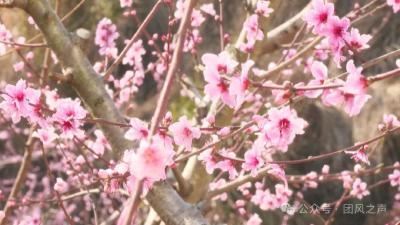 团风邹冲村：以花为媒 激活乡村产业振兴“新引擎”