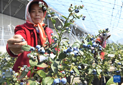 山东青岛：小小蓝莓果 致富金豆豆