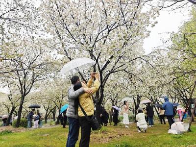 武汉樱花“一夜清零”？记者实探东湖樱花园 游客雨中赏樱花期持续到四月