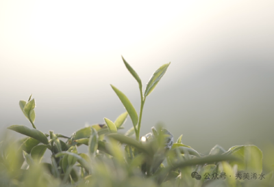 【多彩浠水 遇见铁三】“新质”赋能 为浠水茶色增香