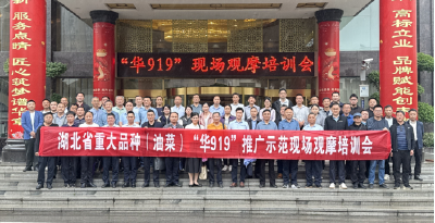 湖北省重大品种（油菜）“华919”推广示范现场观摩培训会在黄冈召开