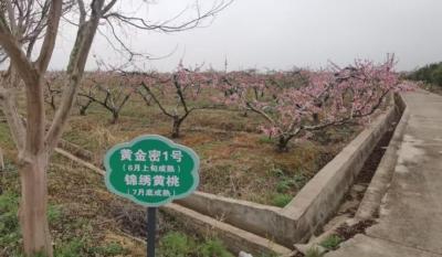 探秘武汉汉楼乡村振兴的蝶变之路