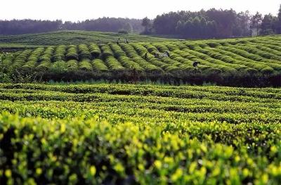 黄冈：科技赋能 绿叶变“金叶”