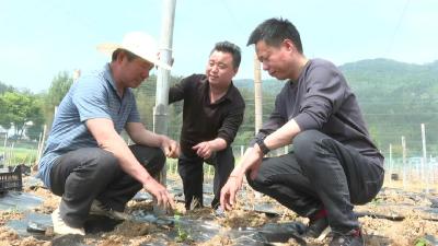 三里畈镇：让游客感受“舌尖上的自然味”