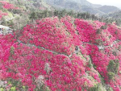 樱花已随春风去 山头红云却相迎 日均上万人游赏黄陂杜鹃花海