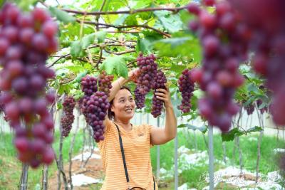 “四季果篮”的链式突围 ——恩施州水果产业发展密码解构