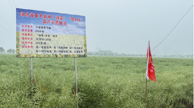 湖北省重大品种（油菜）“华919”推广示范现场观摩培训会在黄冈召开