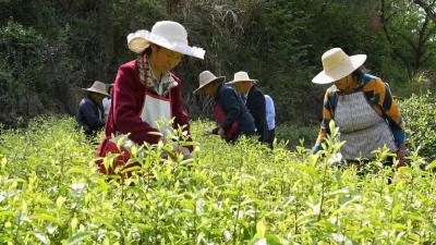 茶叶绿了山头 收入暖了心头——罗田县河铺镇九龙山村茶产业发展见闻
