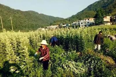 蕲春开展畜禽养殖专项执法检查
