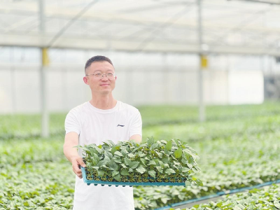 92%成活率+600万元增收——黄梅这家育苗工厂如何跻身全省前三？