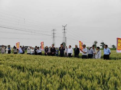 中国农科院展示我国耐盐碱作物育种攻关成果