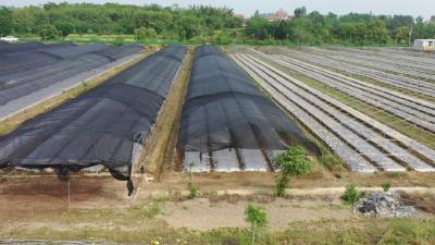 150万株！武穴这处中药材种植基地，超有“钱”景