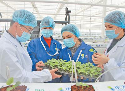 年产蔬菜超60万吨 昔日风沙地今成