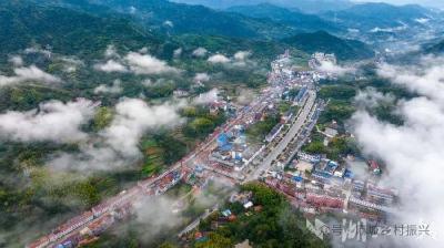 年销5000万！“山货出山”让茶农笑开颜