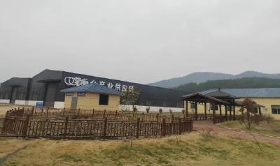 三河口镇：“山野精灵”变身“致富金花”