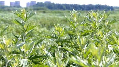 “蕲艾良种良法种植技术”获省乡村振兴实用技术大赛一等奖