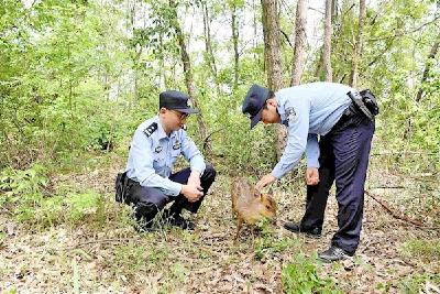 “三有”小麂现身居民区 保康警民暖心救助并放生
