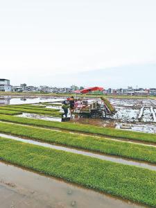 一粒种子，一年增产亿斤粮  ——走进“中国再生稻第一村”酒铺村看蕲春粮食生产