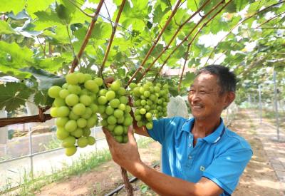 “90后”村支书张阮:用实干闯出乡村振兴新路子