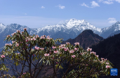 四川平武：千亩高山杜鹃花开迎客来 