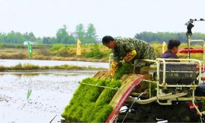 秧苗吃上定制餐！蕲春再生稻基地这样“喂饱”秧苗